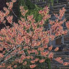 Hamamelis intermedia Feuerzauber - Toverhazelaar
