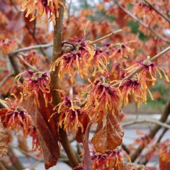 Hamamelis intermedia Jelena - Toverhazelaar
