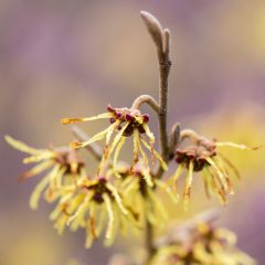 Hamamelis intermedia Arnold Promise - Toverhazelaar