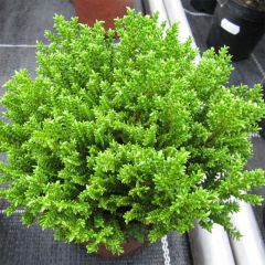 Hebe Green Globe - Struikveronica