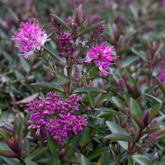 Hebe Raspberry Ripple - Struikveronica