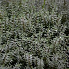 Struikveronica Quicksilver - Hebe pimeleoides