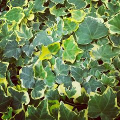 Hedera Goldchild - Klimop