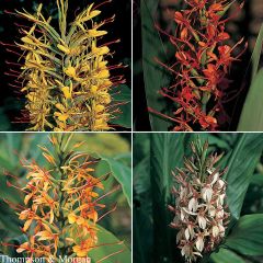 Hedychium gardnerianum Species Mixed (zaad) - Siergember