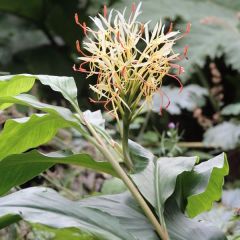 Hedychium yunnanense - Gemberlelie