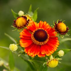 Helenium Dunkle Pracht - Zonnekruid