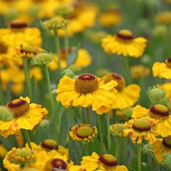 Helenium El Dorado - Zonnekruid