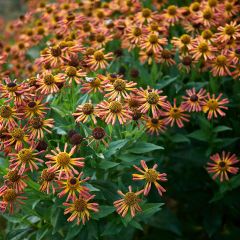 Helenium Loysder Wieck - Zonnekruid