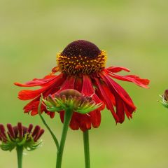 Helenium Ruby Tuesday - Zonnekruid