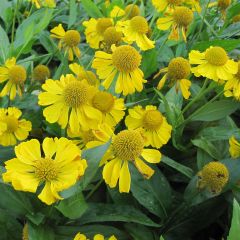 Helenium Tijuana Brass - Zonnekruid