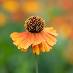 Helenium Waltraut - Zonnekruid