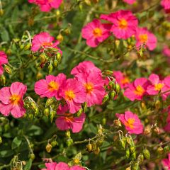 Helianthemum Ben Hope - Zonneroosje