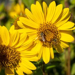 Helianthus decapetalus Capenoch Star - Vaste zonnebloem