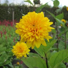 Helianthus decapetalus Plenus - Vaste zonnebloem