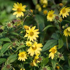Helianthus microcephalus - Vaste zonnebloem