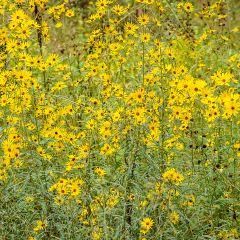 Helianthus salicifolius - Wilgebladzonnebloem