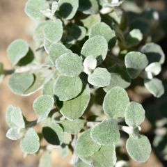Helichrysum petiolare Silver - Kerrieplant