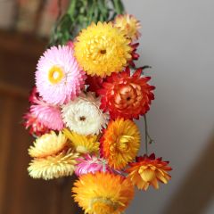 Strobloem Double Mix (zaad) - Helichrysum bracteatum monstrosum