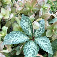 Helleborus ericsmithii Magic Leaves - nieskruid