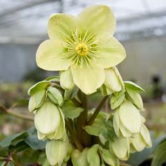 Helleborus nigercors Snow Love - Kerstroos