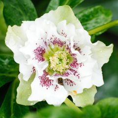 Helleborus Double White Spotted - lenteroos dubbel wit gevlekt