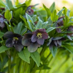 Helleborus Black - Lenteroos zwart
