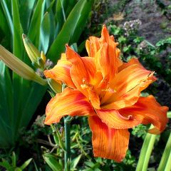 Hemerocallis Apricot Beauty - Daglelie