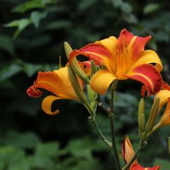 Hemerocallis Frans Hals - Daglelie