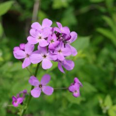 Hesperis matronalis - Damastbloem