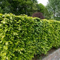 Fagus sylvatica - Beuk