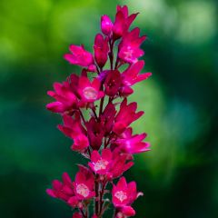 Heuchera sanguinea Leuchtkäfer - Purperklokje