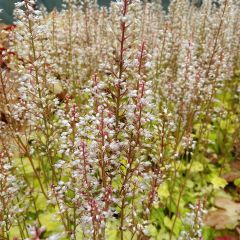 Heucherella Citrus Shock - Purperklokje