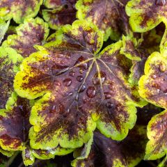 Heucherella Solar Eclipse - Purperklokje