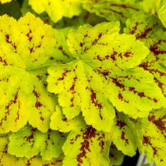 Heucherella Solar Power - Purperklokje
