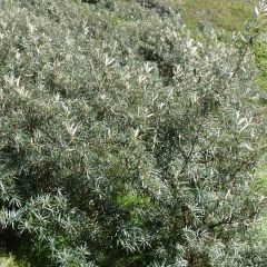 Hippophae rhamnoides Pollmix - Duindoorn