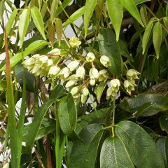 Holboellia coriacea - Klimkomkommer