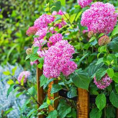 Hydrangea arborescens Pink Annabelle - struikhortensia