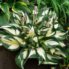 Hosta Fire and Ice - Hartlelie