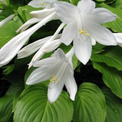 Hosta plantaginea Aphrodite - Hartlelie