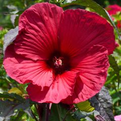Hibiscus moscheutos Rood - Moerashibiscus