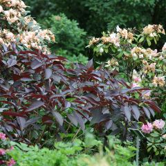 Hydrangea aspera Hot Chocolate - Fluweelhortensia