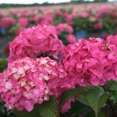 Hydrangea macrophylla Endless Summer Bloomstar - Bolhortensia