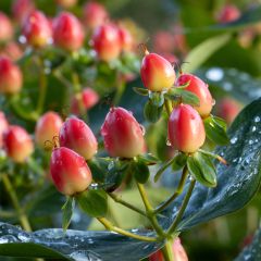 Hypericum inodorum Magical Red Flame - Hertshooi