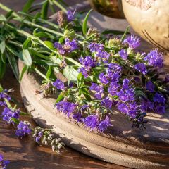 Hyssopus officinalis - Hysop