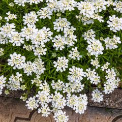 Iberis sempervirens Snowflake - Scheefkelk
