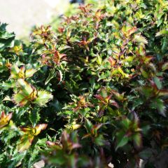 Ilex meserveae Little Rascal - Kastanjebladige hulst