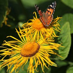 Inula helenium - Griekse alant