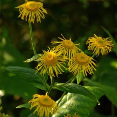 Inula magnifica - Alant