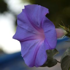 Ipomoea learii (zaad) - Blauwe winde