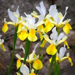 Iris hollandica Apollo - Hollandse iris